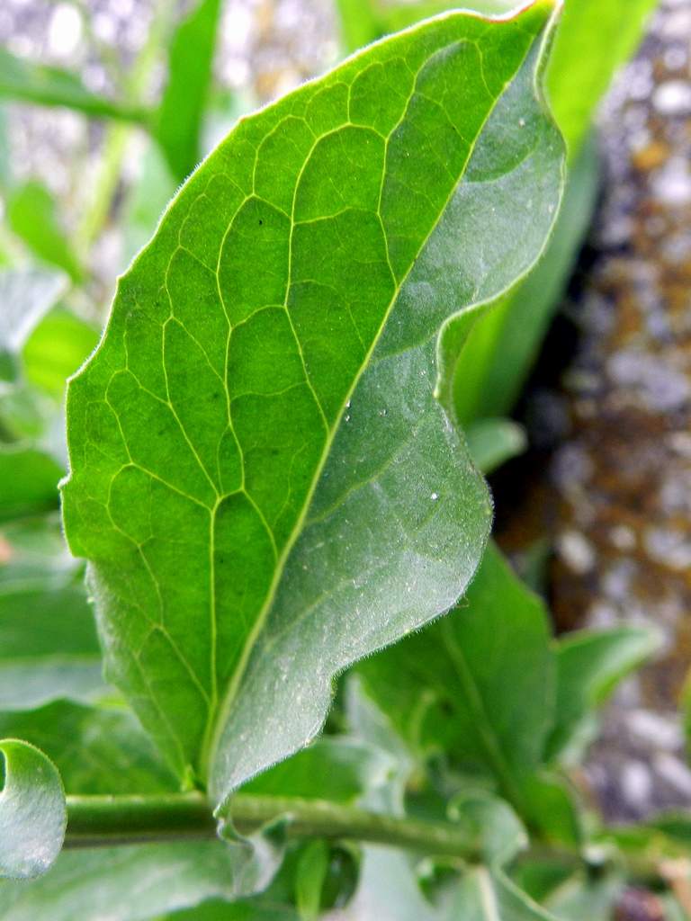 Lepidium draba ( =Cardaria draba) / Cocola, lattona